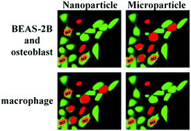 Graphical abstract: Toxicity and oxidative stress responses induced by nano- and micro-CoCrMo particles