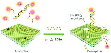 Graphical abstract: β-Ni(OH)2 nanosheets: an effective sensing platform for constructing nucleic acid-based optical sensors