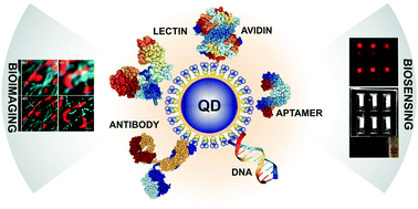 Graphical abstract: Application of semiconductor quantum dots in bioimaging and biosensing