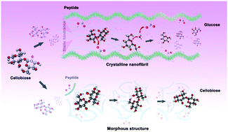 Graphical abstract: Probing the structure–activity relationship of a novel artificial cellobiose hydrolase