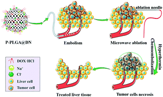 Graphical abstract: Porous PLGA microspheres with recruited ions and doxorubicin for triple-combination therapy of larger hepatocellular carcinoma