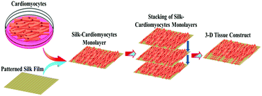 Graphical abstract: Stacked silk-cell monolayers as a biomimetic three dimensional construct for cardiac tissue reconstruction