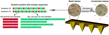 Graphical abstract: Squid suckerin microneedle arrays for tunable drug release