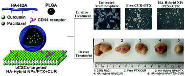 Graphical abstract: Hybrid nanoparticles coated with hyaluronic acid lipoid for targeted co-delivery of paclitaxel and curcumin to synergistically eliminate breast cancer stem cells