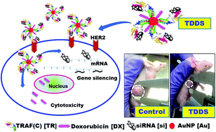 Graphical abstract: Engineered fusion protein-loaded gold nanocarriers for targeted co-delivery of doxorubicin and erbB2-siRNA in human epidermal growth factor receptor-2+ ovarian cancer