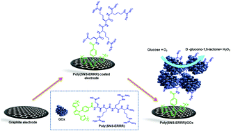 Graphical abstract: Polymerization and biosensor application of water soluble peptide-SNS type monomer conjugates