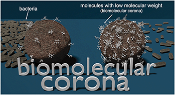 Graphical abstract: Biomolecular corona formation: nature and bactericidal impact on surface-modified silica nanoparticles