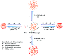 Graphical abstract: Controlled protein adsorption and delivery of thermosensitive poly(N-isopropylacrylamide) nanogels