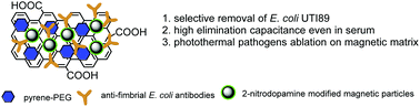 Graphical abstract: Selective isolation and eradication of E. coli associated with urinary tract infections using anti-fimbrial modified magnetic reduced graphene oxide nanoheaters