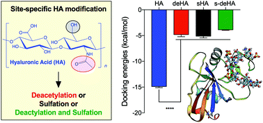 Graphical abstract: Impact of structurally modifying hyaluronic acid on CD44 interaction