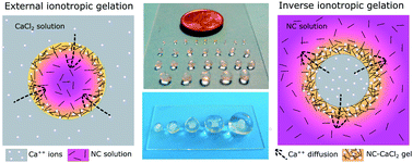 Graphical abstract: Fabrication of complex-shaped hydrogels by diffusion controlled gelation of nanocellulose crystallites