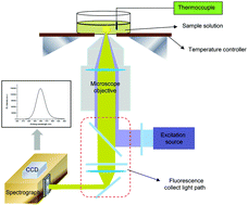 Graphical abstract: Thermal sensing with CdTe/CdS/ZnS quantum dots in human umbilical vein endothelial cells