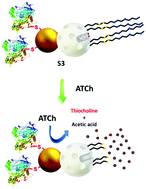 Graphical abstract: Au–Mesoporous silica nanoparticles gated with disulfide-linked oligo(ethylene glycol) chains for tunable cargo delivery mediated by an integrated enzymatic control unit