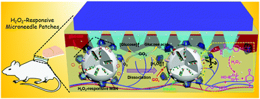 Graphical abstract: H2O2-Responsive mesoporous silica nanoparticles integrated with microneedle patches for the glucose-monitored transdermal delivery of insulin