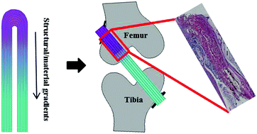 Graphical abstract: Microfiber-reinforced nanofibrous scaffolds with structural and material gradients to mimic ligament-to-bone interface