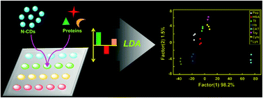 Graphical abstract: Rapid synthesis of nitrogen doped carbon dots and their application as a label free sensor array for simultaneous discrimination of multiple proteins