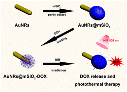 Graphical abstract: Janus nanostructures formed by mesoporous silica coating Au nanorods for near-infrared chemo–photothermal therapy