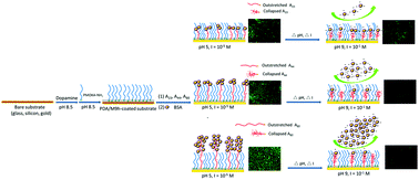 Graphical abstract: Dopamine assisted PMOXA/PAA brushes for their switchable protein adsorption/desorption