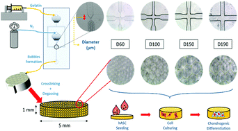 Graphical abstract: The influence of bubble size on chondrogenic differentiation of adipose-derived stem cells in gelatin microbubble scaffolds