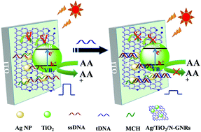 Graphical abstract: Synergy effect of specific electrons and surface plasmonic resonance enhanced visible-light photoelectrochemical sensing for sensitive analysis of the CaMV 35S promoter