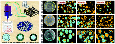 Graphical abstract: Core–shell-structured nonstoichiometric bioceramic spheres for improving osteogenic capability