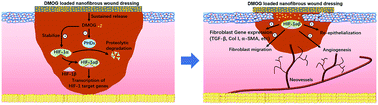 Graphical abstract: Enhanced diabetic wound healing by electrospun core–sheath fibers loaded with dimethyloxalylglycine