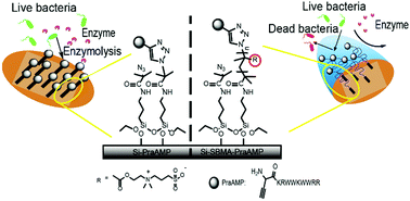 Graphical abstract: Immobilization of an antimicrobial peptide on silicon surface with stable activity by click chemistry