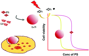 Graphical abstract: Chlorin e6 loaded lactoferrin nanoparticles for enhanced photodynamic therapy