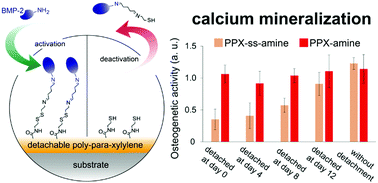 Graphical abstract: Surface modification: activation and deactivation of osteogenic differentiation based on detachable growth factor protein