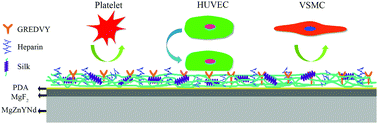 Graphical abstract: A silk-based coating containing GREDVY peptide and heparin on Mg–Zn–Y–Nd alloy: improved corrosion resistance, hemocompatibility and endothelialization