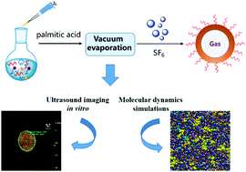 Graphical abstract: Sinapultide-loaded lipid microbubbles and the stabilization effect of sinapultide on the shells of lipid microbubbles