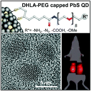 Graphical abstract: Stable DHLA–PEG capped PbS quantum dots: from synthesis to near-infrared biomedical imaging