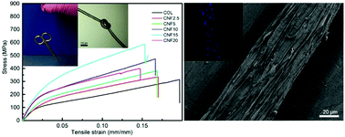 Graphical abstract: Facile construction of mechanically tough collagen fibers reinforced by chitin nanofibers as cell alignment templates