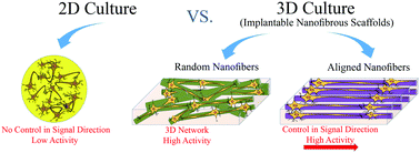 Graphical abstract: Influence of topography of nanofibrous scaffolds on functionality of engineered neural tissue