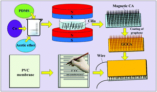 Graphical abstract: Bio-inspired highly flexible dual-mode electronic cilia