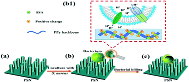 Graphical abstract: Construction of high surface potential polypyrrole nanorods with enhanced antibacterial properties