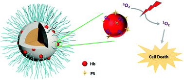 Graphical abstract: A photosensitizer loaded hemoglobin–polymer conjugate as a nanocarrier for enhanced photodynamic therapy