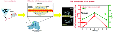 Graphical abstract: Magnetic resonance imaging quantification and biodistribution of magnetic nanoparticles using T1-enhanced contrast