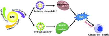 Graphical abstract: Induction of oxidative stress and sensitization of cancer cells to paclitaxel by gold nanoparticles with different charge densities and hydrophobicities