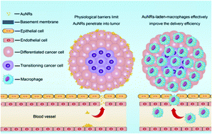 Graphical abstract: Recent advances in cell-mediated nanomaterial delivery systems for photothermal therapy