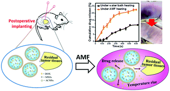 Graphical abstract: AMF responsive DOX-loaded magnetic microspheres: transmembrane drug release mechanism and multimodality postsurgical treatment of breast cancer