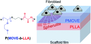 Graphical abstract: Heterogeneous adhesion of cells on polymer surfaces with underlying amorphous/crystalline phases