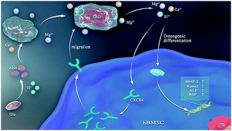 Graphical abstract: Alginate-aker injectable composite hydrogels promoted irregular bone regeneration through stem cell recruitment and osteogenic differentiation