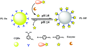 Graphical abstract: A reversible fluorescence nanoswitch based on dynamic covalent B–O bonds using functional carbon quantum dots and its application for α-glucosidase activity monitoring