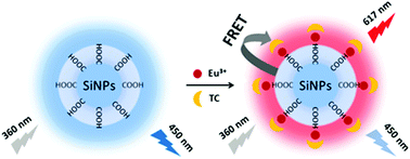 Graphical abstract: Europium functionalized ratiometric fluorescent transducer silicon nanoparticles based on FRET for the highly sensitive detection of tetracycline