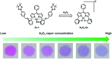 Graphical abstract: A Zn2+-coordinated boronate dipyrrin as a chemodosimeter toward hydrogen peroxide