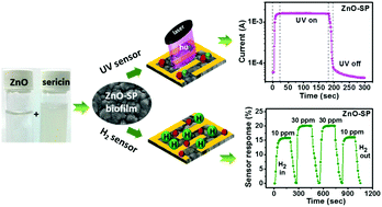 Graphical abstract: Multifunctional sustainable materials: the role of carbon existing protein in the enhanced gas and UV sensing performances of ZnO-based biofilms
