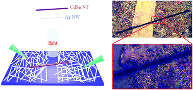 Graphical abstract: A high-performance fully nanostructured individual CdSe nanotube photodetector with enhanced responsivity and photoconductive gain