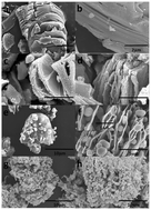 Graphical abstract: A controllable heterogeneous structure and electromagnetic wave absorption properties of Ti2CTx MXene