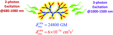 Graphical abstract: Two- and three-photon absorption properties of fan-shaped dendrons derived from 2,3,8-trifunctionalized indenoquinoxaline units: synthesis and characterization